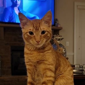 Meet your Posher, Dennis